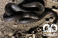 گونه مار کبرای سیاه Walterinnesia morgani